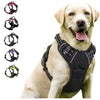 Dog wearing a black harness with color options displayed below on a white background